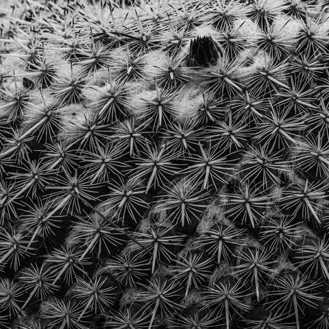 Desert Textures, Barrel Cactus - ArtLifting