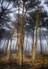 Lands End Cypress Trees in Fog Print Alisha Clarke