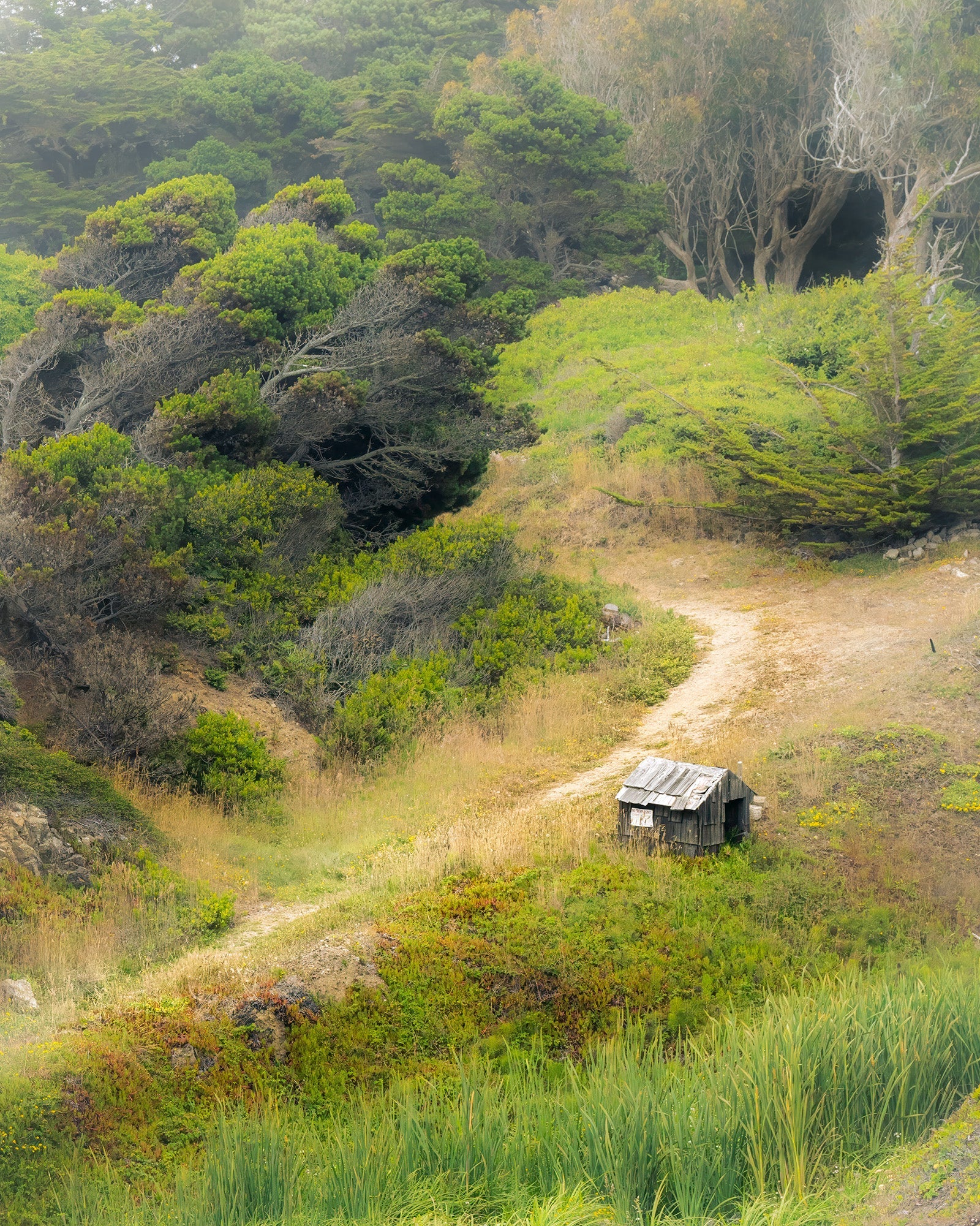 Winding Hill and Cabin Print Alisha Clarke