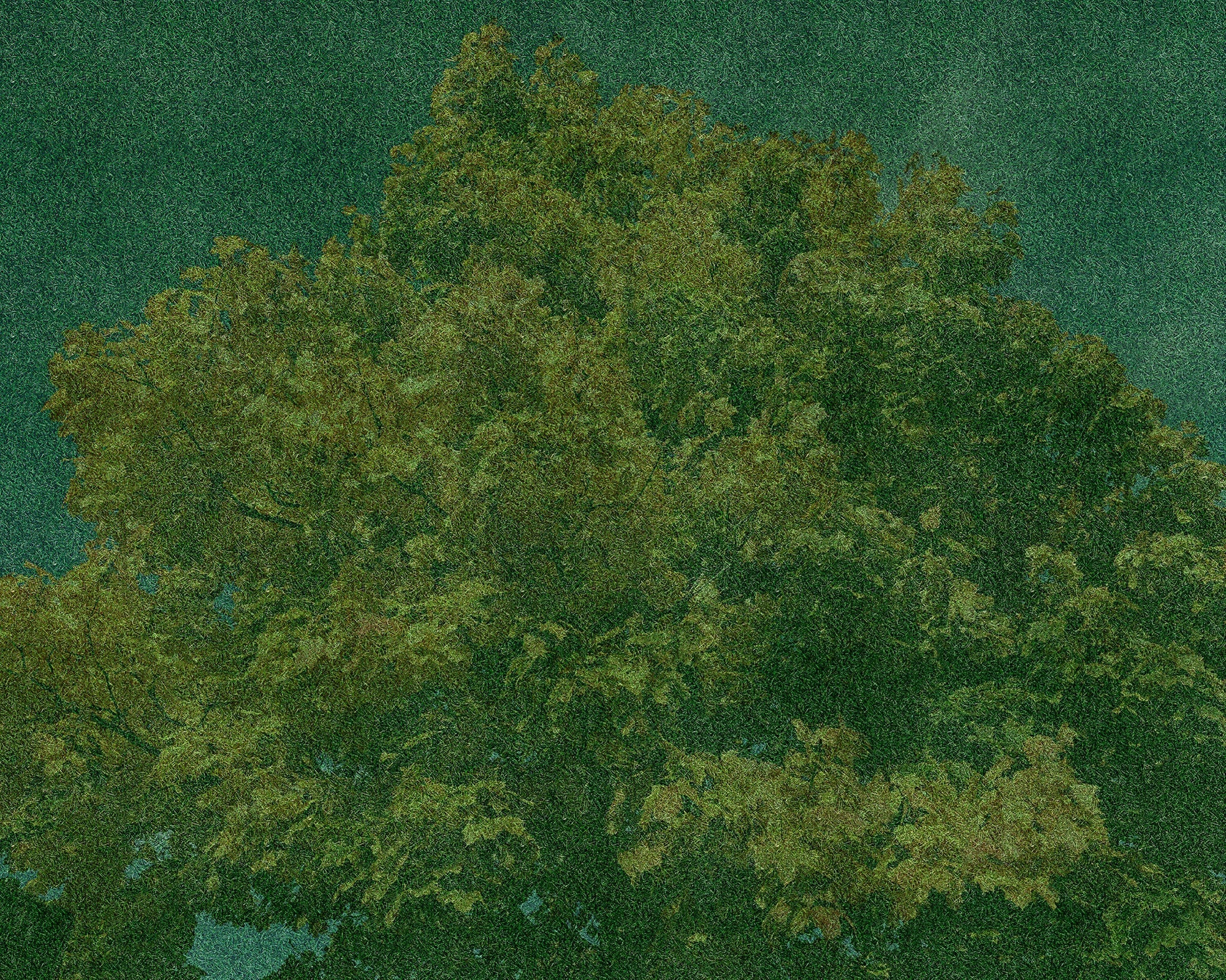 Verdant Truths Print D. L. Wye