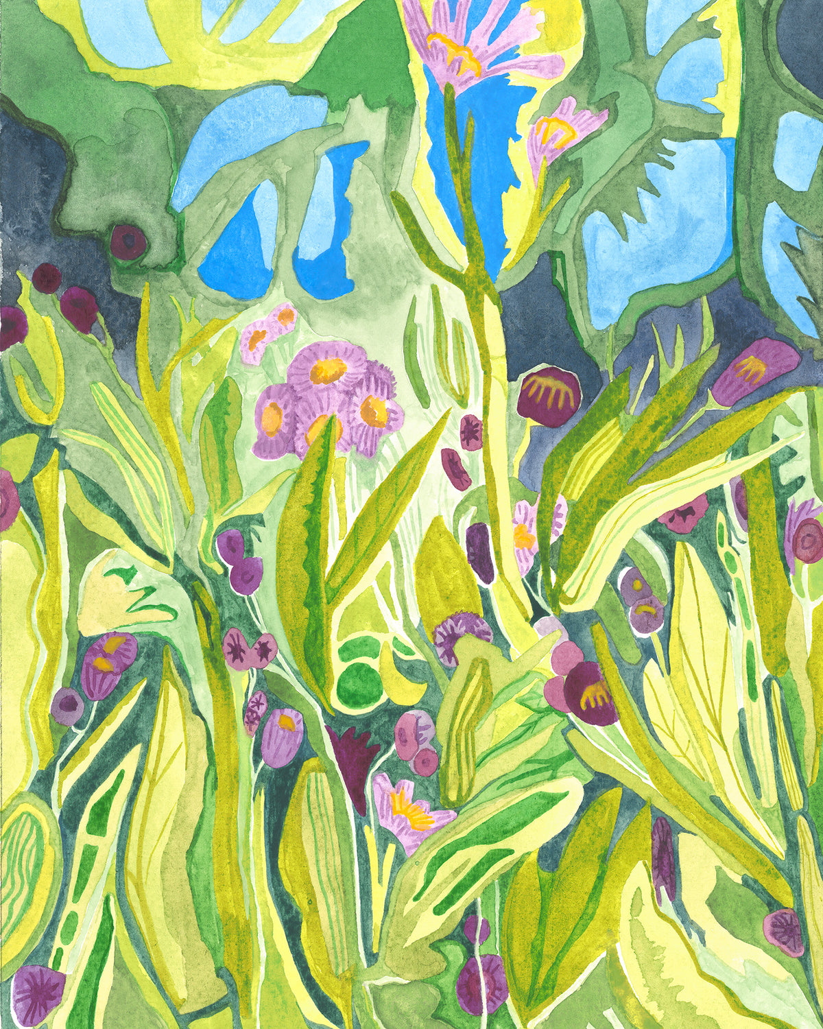 Asters