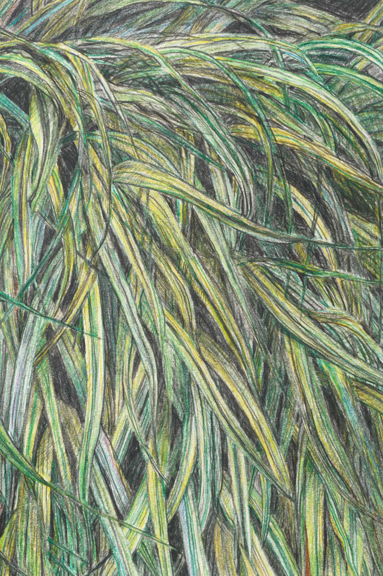 Leaves of Grass Print Glenn Goldstein