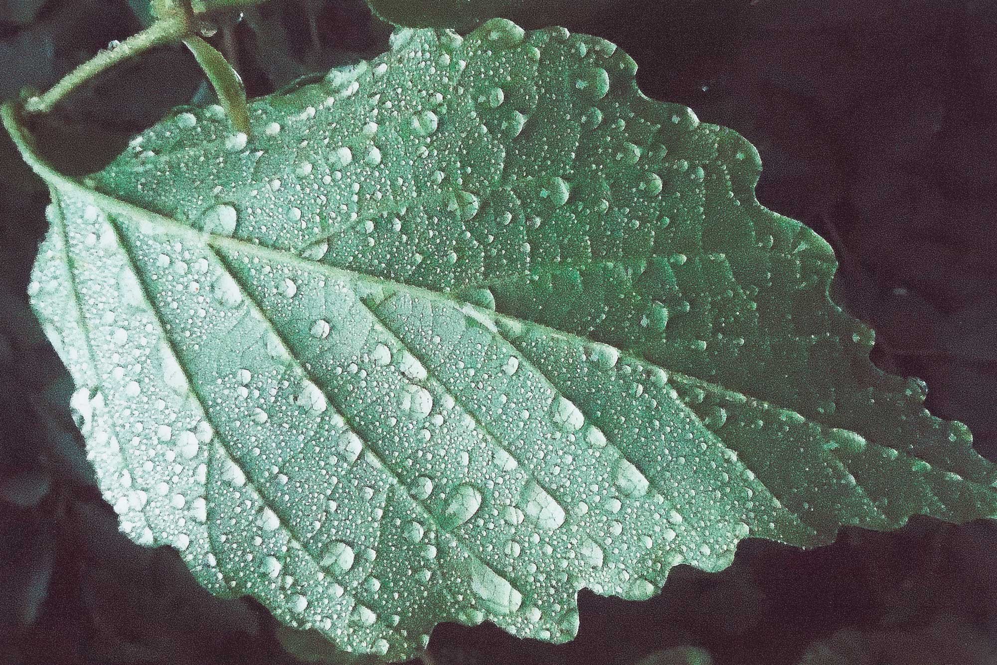 Water Droplets Print Glenn Goldstein