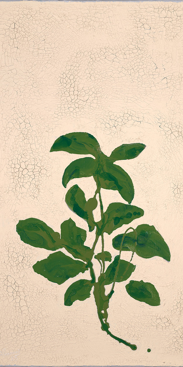 Basil