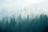 Emerald Enigma Print Jeff Diener