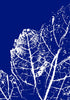 Monoprint 11 Print Jenee Fortier
