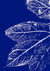 Monoprint 12 Print Jenee Fortier
