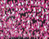 Bloom Print Matt Sesow