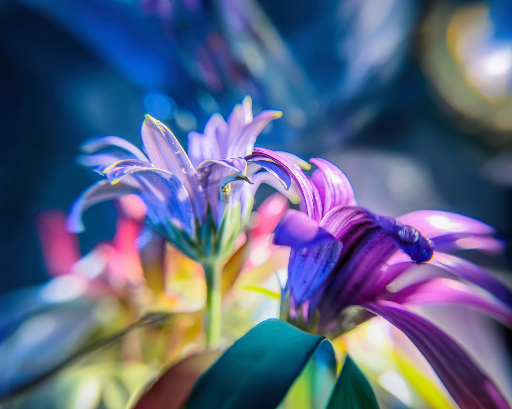 Illuminated Print Michael Van Huffel
