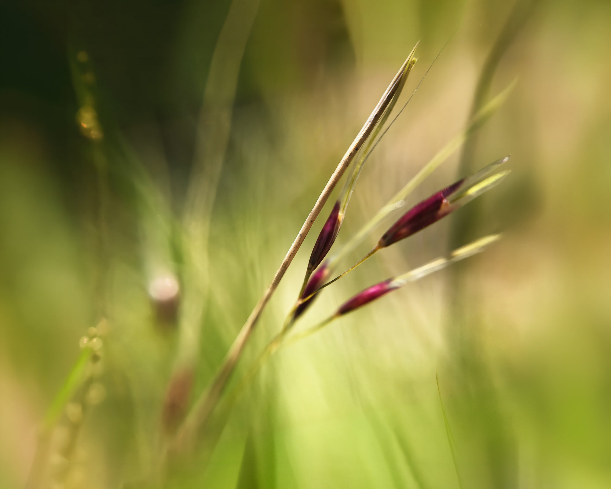 Reaching Up and Through Print Michael Van Huffel
