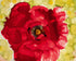 Diva of the Garden Print Rose Kamma Morrison