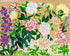Carnations Together Print Sweet Pea