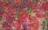 Gladiolus Print Jefuri
