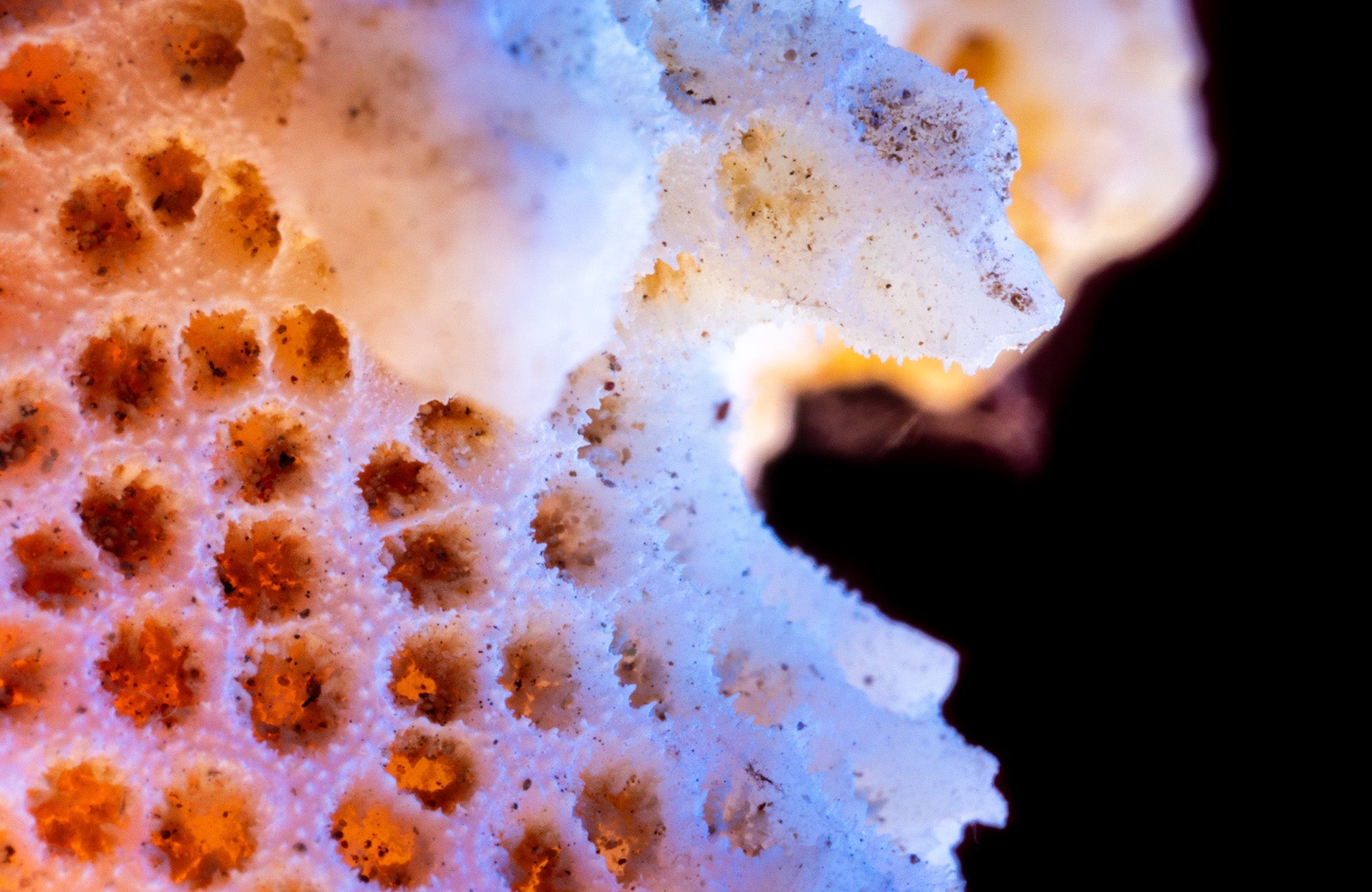 Color Reef #2 – ArtLifting