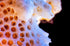 Color Reef #2 Print Aaron Novak