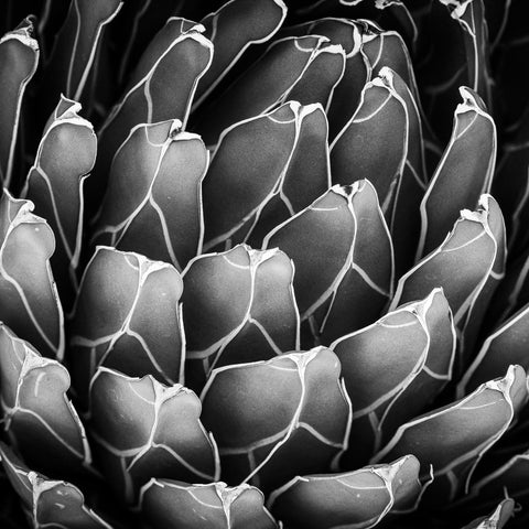Desert Textures, Agave Tequilana - ArtLifting