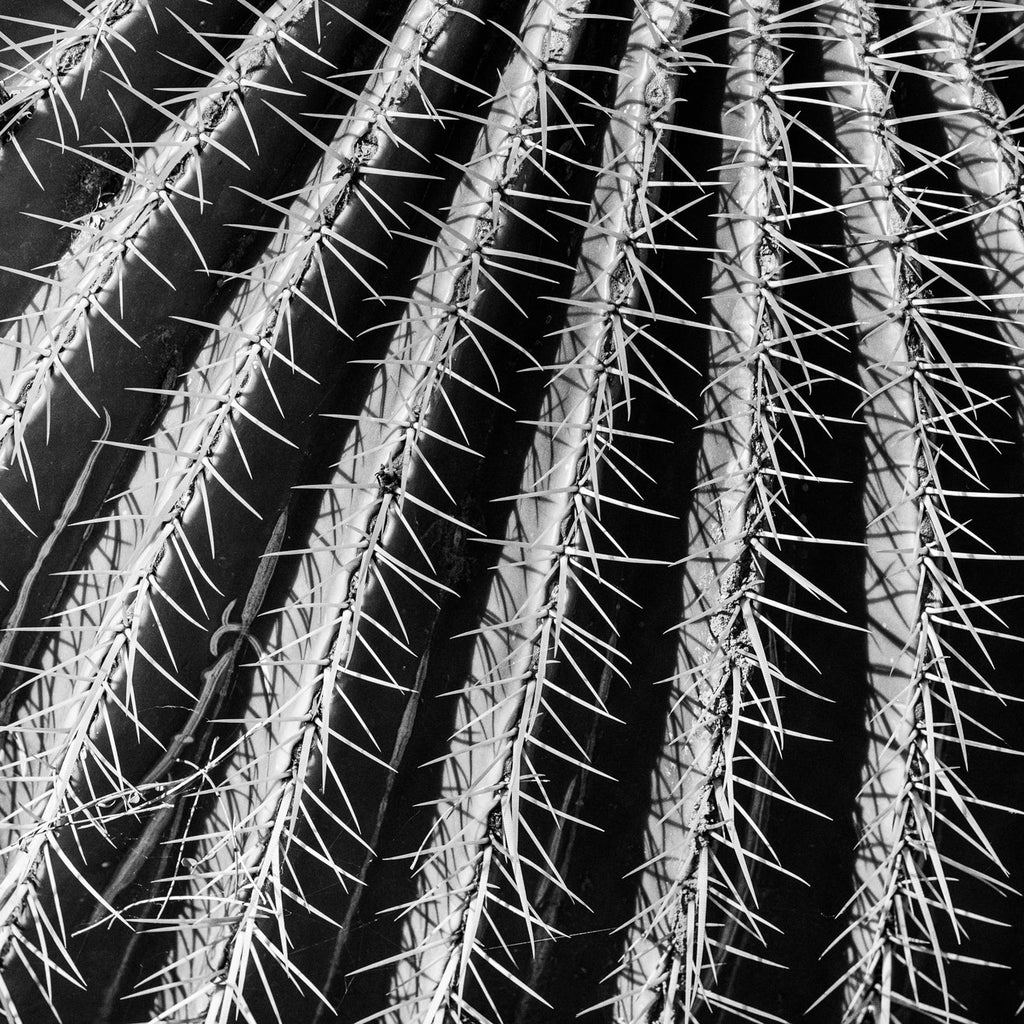 Desert Textures, Golden Barrel Cactus 2 - ArtLifting