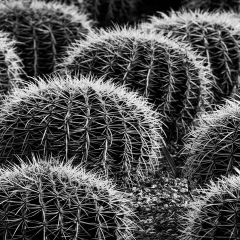 Desert Textures, Golden Barrel Cactus - ArtLifting