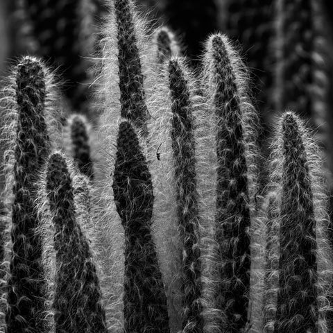 Desert Textures, Old Man Cactus - ArtLifting