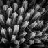 Desert Textures, Spurge Cactus Print Alisha Clarke