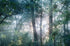 Forest 4 Print Alisha Clarke