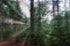 Forest 5 Print Alisha Clarke