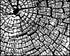 Stumped Print Allen Chamberland