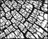 Stumped 4 Print Allen Chamberland