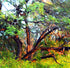 Burning Bush Texas Style Print Nancy Wood