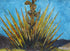 Early Morning Yucca Print Cameron Meek