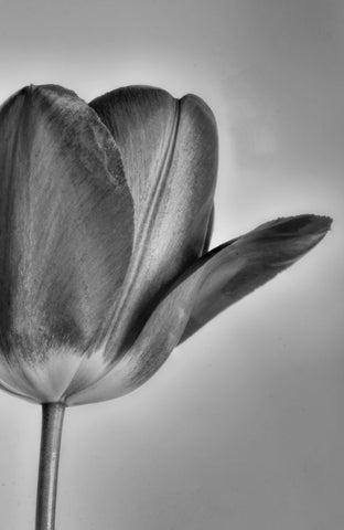Tulip - ArtLifting