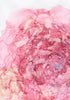 Rosy Outlook Print Lumi