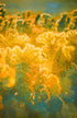 Cacophony of Hugs Print Jeff Diener