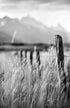 Mountain Meadows Print Jeff Diener