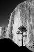 The Gray Giant Print Jeff Diener