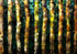 Woods Print Laria Saunders