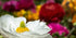 Edge of Beauty Print Laria Saunders