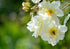 Sol de Flores Print Laria Saunders