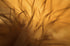 Almost Amber Print Michael Van Huffel