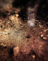 Light Leaks Print Michael Van Huffel