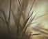 Soft and Spiky Print Michael Van Huffel
