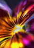 Tilt a Whirl Print Michael Van Huffel