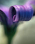 Lavender Martini Print Michael Van Huffel