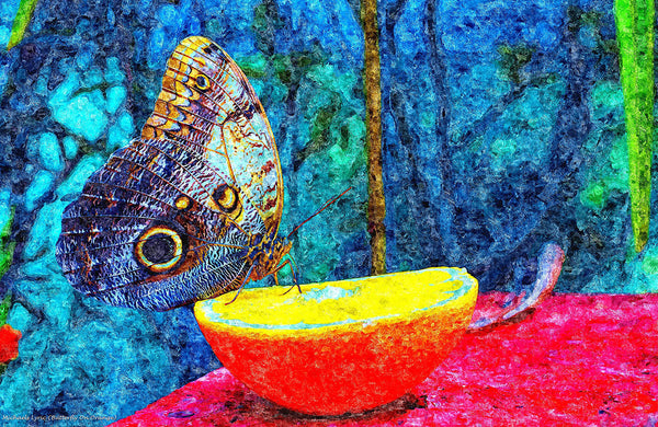 Butterfly on Orange - ArtLifting
