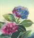 Hydrangea Ajisai Print Midori