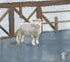 Sheep Hitsuji Print Midori