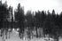 Trees in the Sun Print Mike Hedrick