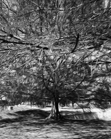 Blanco River Tree - ArtLifting
