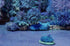 Japanese Tea Garden Blue Print Nancy Wood