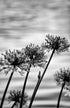Agapanthus Praecox Print Peter Perrino